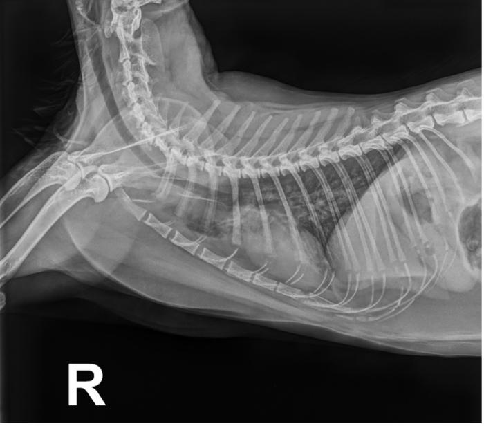 Figura 4. Gato de raza Común europeo de 4 años infectado con D. immitis que acude a consulta por episodios de tos recurrentes. Se realiza estudio radiológico torácico en proyección laterolateral derecha. Se evidencia moderado patrón broncointersticial difuso.
