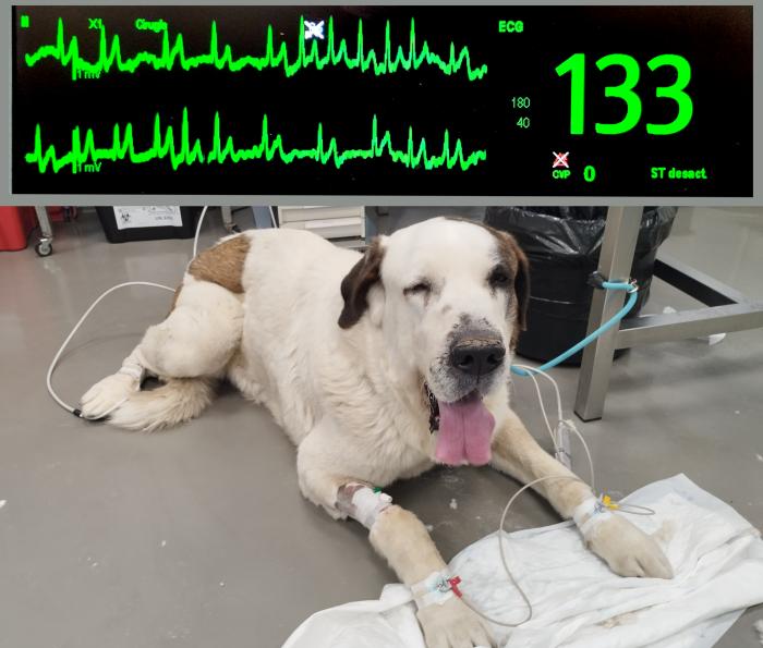 Figura 5. Evaluación preanestésica del paciente, previa al tercer procedimiento quirúrgico. El electrocadiograma (imagen superior) muestra de fibrilación atrial con presencia de ondas f y ritmo ventricular irregularmente irregular.