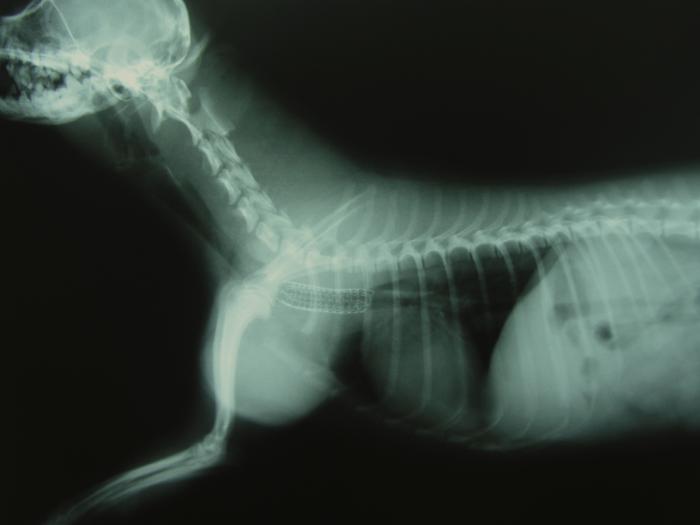 FIGURA 7. Radiografía laterolateral del perro de la radiografía 4 tras colocarle un stent metálico con recubrimiento traquea.