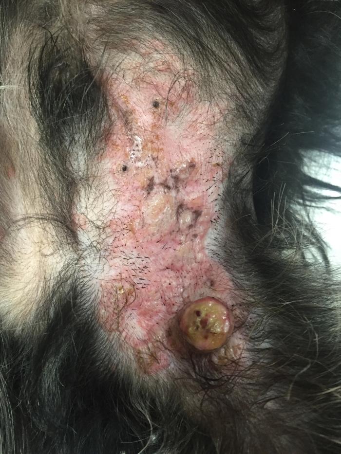 Figura 1. Mastocitoma cutáneo canino. Eritema y engrosamiento cutáneo difuso en forma de placa. Nódulo cutáneo ulcerado.
