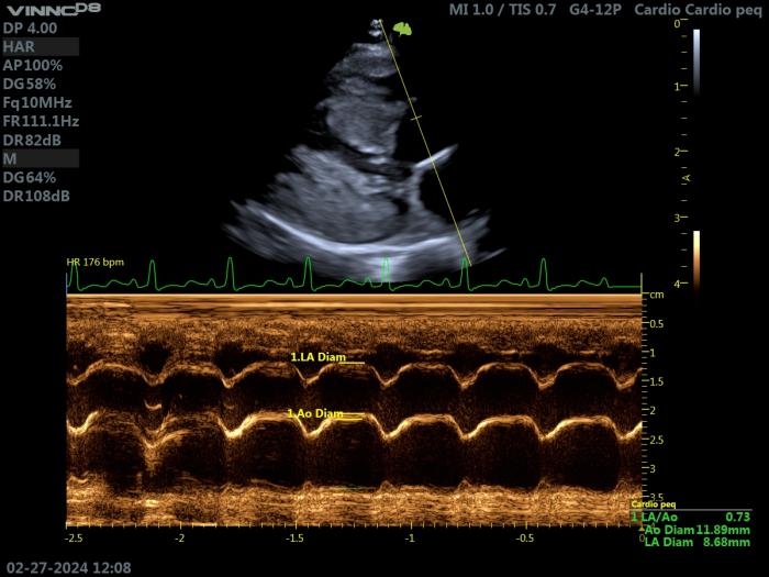 Figura 6. Ecocardiografía modo M en un gato con HCM. Proyección paraesternal derecha de eje largo 5 cámaras. Valoración del diámetro de la AI (LAM), y de su relación con la aorta (LAM/Ao = 0.73)