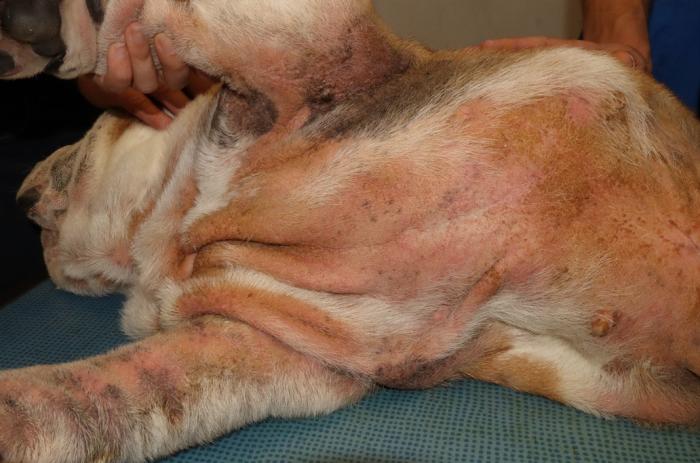 Figura 2A-B. Dermatitis por Malassezia. Las lesiones se localizan en la región ventral con alopecia, eritema, liquenificación grave y presencia de exudado seborreico en la superficie cutánea. La corticoterapia no ha logrado aliviar a este animal. El uso de un champú a base de clorhexidina al 2 % y miconazol al 2 % permitió una reducción muy significativa del picor en una semana, sin necesidad de recurrir a moléculas antiinflamatorias.