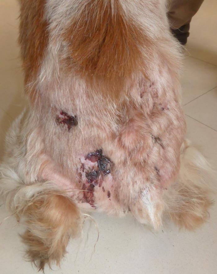 Figura 11. Paniculitis nodular esteril en un perro macho. Nódulos múltiples con tractos fistulosos, localizados en zona dorsolumbar.