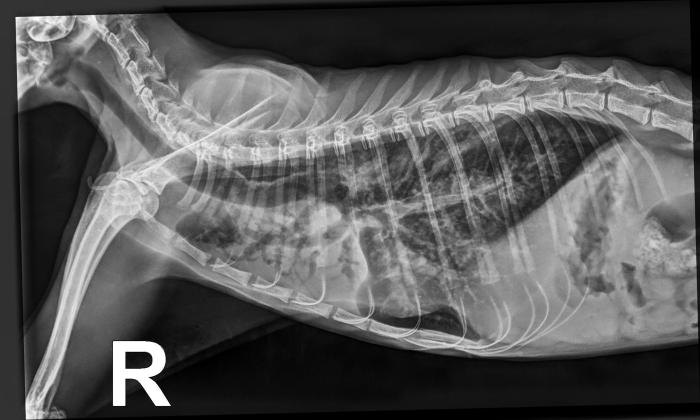 Figura 3. Radiografía ventrodorsal en la que se aprecia consolidación pulmonar principalmente en lado derecho del tórax, mientras que el lado izquierdo presenta un patrón principalmente broncointersticial difuso, más alveolar a nivel craneal.