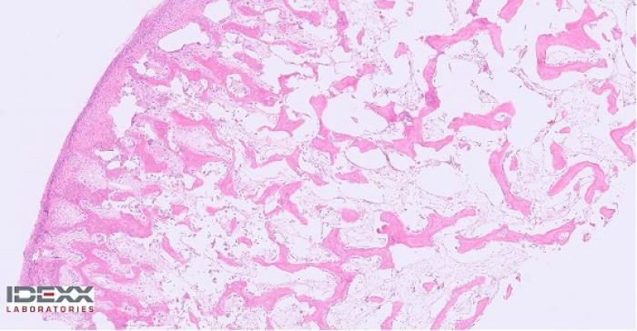 Figura 3A-B. Cortes hispotalógicos en hematoxilina-eosina del paciente. Se puede observar cartílago hiperplásico parcialmente mineralizado (imágenes cedidas por el Laboratorio Idexx).