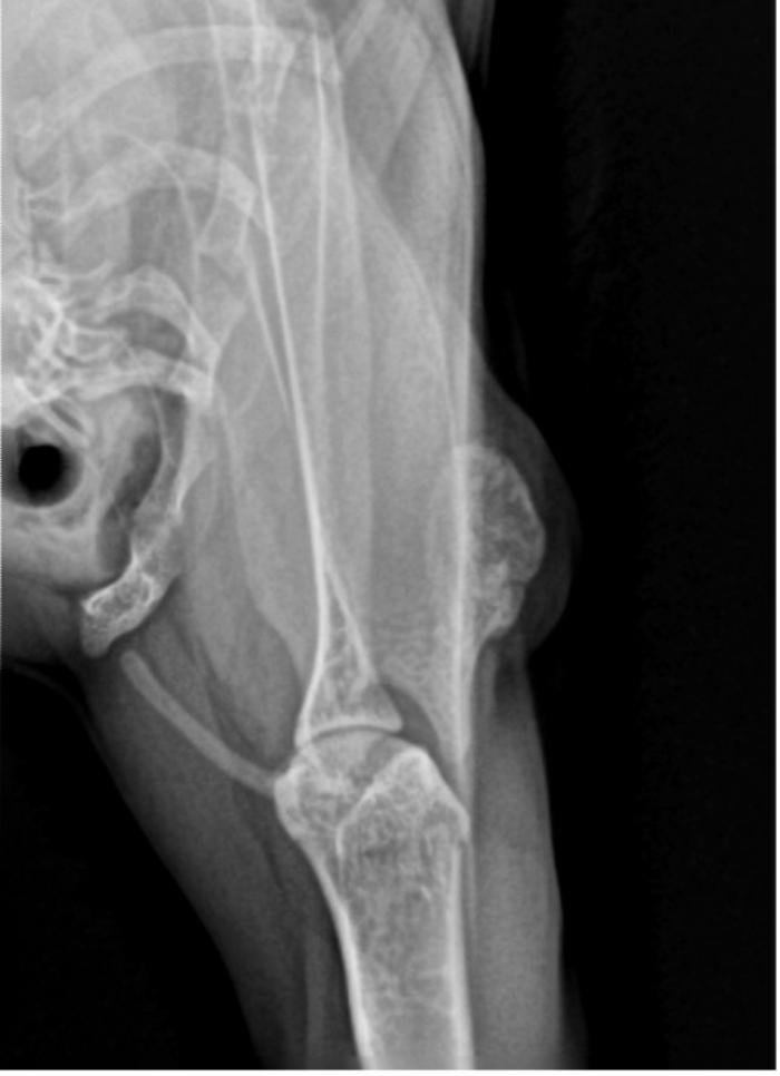Figura 4. Vista anteroposterior de la extremidad anterior izquierda (nótese la presencia de una masa calcificada a la altura de la espina de la escápula).
