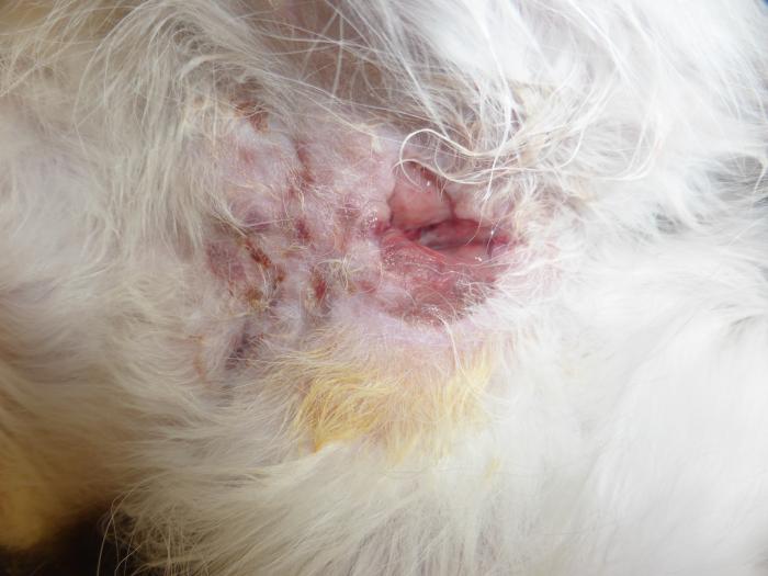 Figura 13. Gato con paniculitis nodular estéril y tractos fistulosos en área abdominal.
