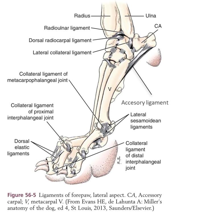Figura 6. Ligamentos del antebrazo. Cara lateral.