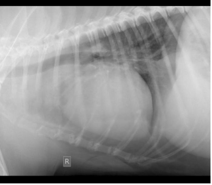 Figura 1. (A) Radiografía lateral derecha de tórax donde se observa un aumento moderado de la silueta cardiaca y desplazamiento dorsal de la tráquea. Igualmente, se observa una estructura tejido blando cranealmente a la base cardiaca y mediastino craneal. (B) Proyección ventrodorsal de tórax donde se observa un aumento moderado de la silueta cardiaca.