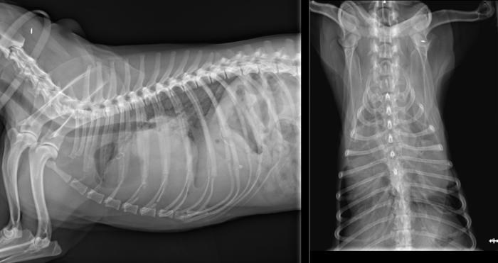 Figura 12. Radiografía tórax (161 días poscirugía): presencia de una efusión pleural moderada a grave en el hemitórax derecho, con un efecto de masa apreciable en la región dorsolateral derecha de la silueta cardíaca.