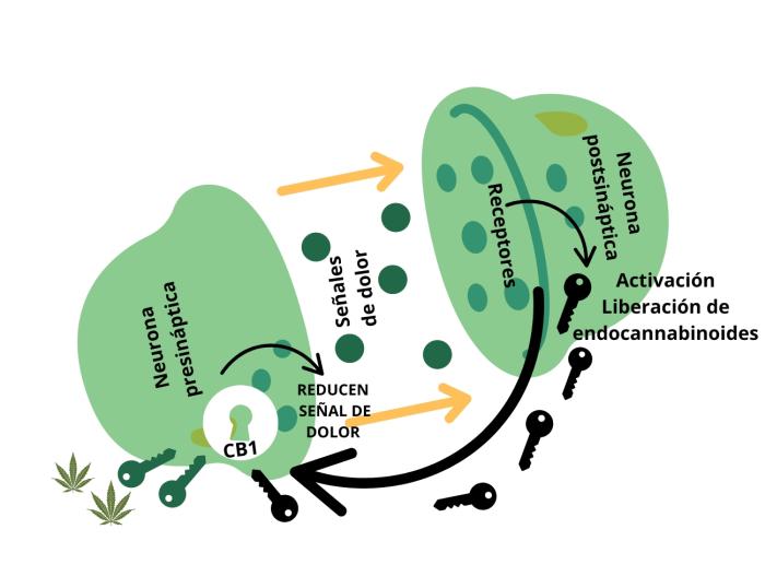 Figura 2. Modulación sináptica en el sistema endocannabinoide entre dos neuronas por medio de receptores CB1.