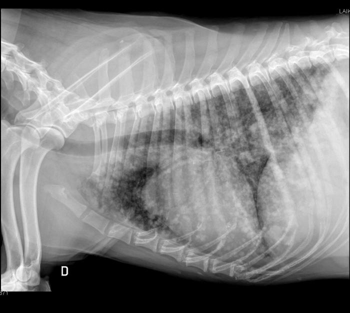 Figura 3. Radiografía laterolateral derecha de un paciente con hemangiosarcoma cardíaco en el que se observa un patrón metastásico miliar (imagen cedida por el Servicio de Diagnóstico por Imagen del HCVC).