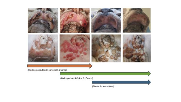 Figura 2. Hallazgos en la exploración dermatológica tras administrar los diferentes tratamientos.