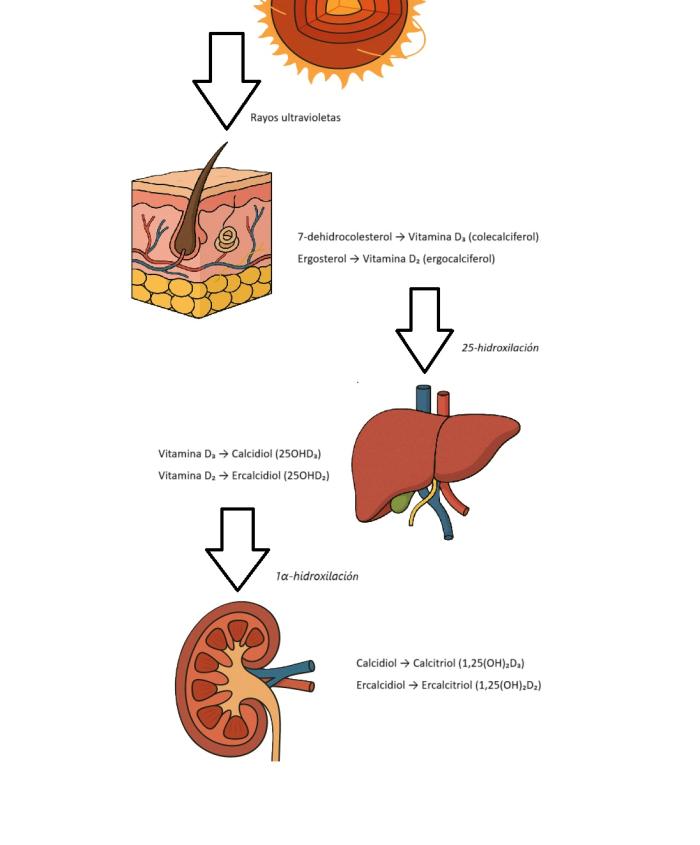 Figura 1. Síntesis y activación de la Vitamina D.