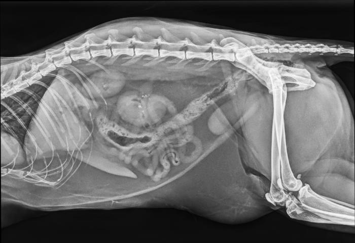 Figura 4. (A) Ureterolito localizado en uréter caudal, cerca de trígono vesical. La radiografia abdominal aumenta la capacidad diagnóstica de la ecografía en las obstrucciones ureterales por ureterolitos. (B). Colocación de un bypass ureteral que salva el punto de obstrucción en un gato con ureterolitasis obstructiva.