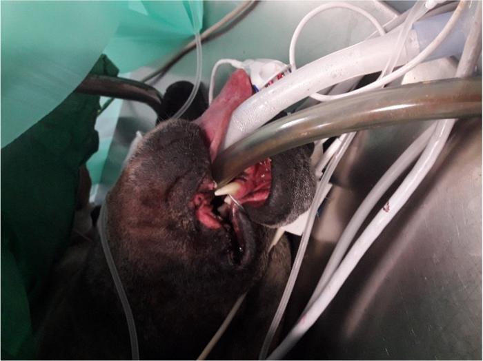 Figura 4. Paciente con intubación endotraqueal y orogástrica.