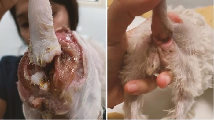 Figura 13. Gangrena de Fournier en una cachorra de 4 meses (imagen cortesía de Ioana Toader).