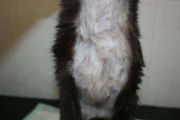 Figura 1. Gato C.E. de 1 año, con abdomen distendido por ascitis producida por PIF.