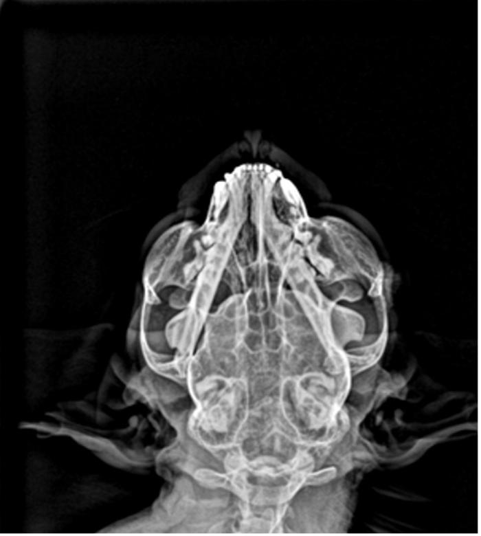 Figura 1. Radiografías craneales, en posición (A) dorsoventral, (B) ventrodorsal y (C) laterolateral respectivamente, en la que se puede observar la presencia de una masa calcificada a la altura del arco cigomático.