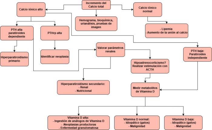 Figura 2. Algoritmo de hipercalcemia (modificado de BSAVA Manual of Canine and Feline Clinical Pathology).