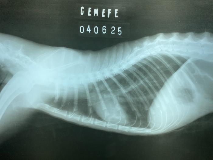 Figura 6. (A) Proyección laterolateral de tórax donde descartamos una posible broncoaspiración. (B) Imagen radiográfica obtenida durante el intento de colocación de una nueva sonda de alimentación esofágica. (C) Se puede evidenciar como la punta de la sonda ingresa por el esfínter esofágico anterior. Dilatación del segmento inicial del esófago cervical y caudal a la misma, disminución de la luz esofágica compatible con una estenosis severa.