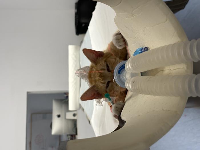 Figura 5. Colocación en decúbito esternal de un gato infectado por Dirofilaria immitis para la realización de estudio de tomografía computarizada (imagen realizada en el Hospital Clínico Veterinario de la Universidad de Las Palmas de Gran Canaria).
