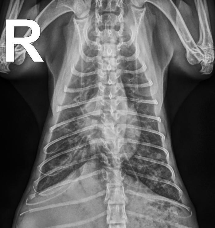 Figura 4. (A) Radiografía torácica en proyección dorsoventral de la gata, 6 meses postratamiento. Se puede apreciar la persistencia de la dilatación de las arterias pulmonares y un patrón broncointersticial difuso. (B) Radiografía torácica en proyección laterolateral, 6 meses postratamiento. Todavía se observan las arterias pulmonares dilatadas y un patrón broncointersticial difuso.