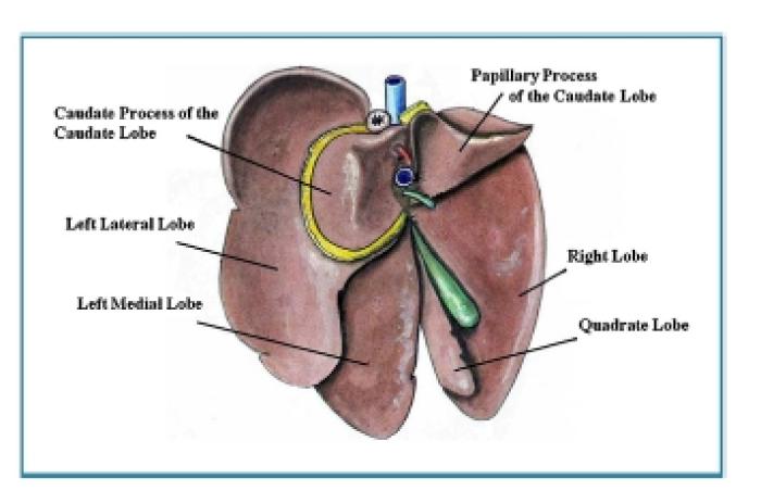 Figura 1. Esquema anatómico del hígado de los lagomorfos según Barone 2.