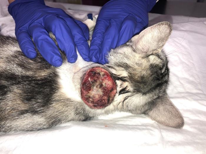 Figura 1. Aspecto de la masa en su primera presentación en el Hospital Clínico Veterinario CEU-UCH. Se observó una masa en la zona interescapular de 7 cm de diámetro, marcadamente ulcerada (imagen cedida por Isabel Juste Vidal, veterinaria del servicio de Medicina Interna del Hospital Clínico Veterinario CEU).