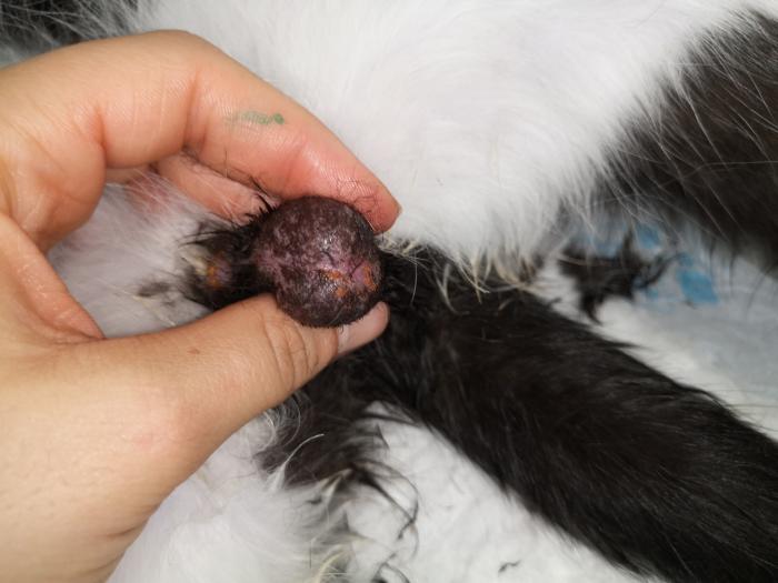 Figura 5. Trombicula en testículos de un gato feral. Foto realizada en Clínica Veterinaria Viñas Viejas.