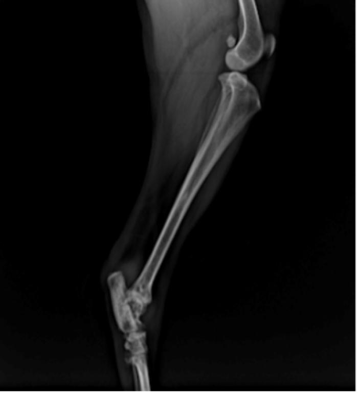 Figura 1. Radiografía (A) laterolateral y (B) anteroposterior, respectivamente, de la EPI. Nótese la inflamación de los tejidos blandos y la pérdida de densidad ósea.