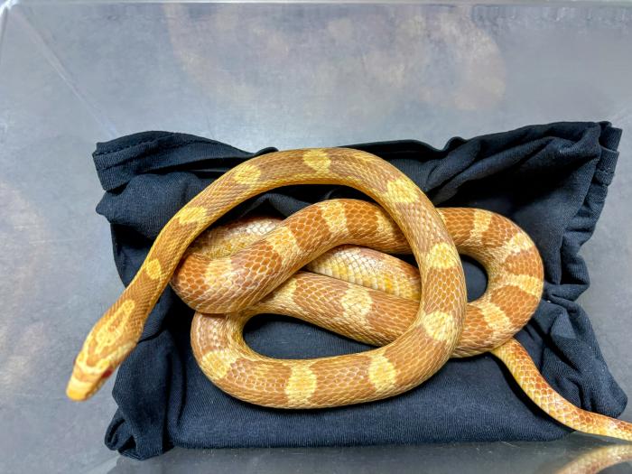 Figura 1. Ejemplar de una Serpiente del maíz (Pantheropis guttatus) en clínica veterinaria.