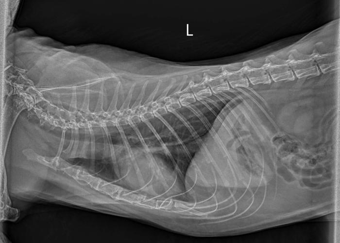 Figura 4. Radiografía de control cinco semanas tras el inicio de la quimioterapia, donde se observa la remisión del tumor, visualizándose adecuadamente los lóbulos pulmonares craneales.