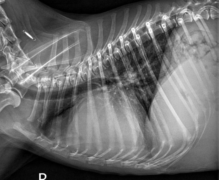 Figura 7. Radiografías torácicas, proyecciones (A) lateral derecha y (B) dorsoventral, obtenidas tres días después de iniciar el tratamiento de la perra. Se observa desplazamiento dorsal de la tráquea y cardiomegalia global, más importante de las cavidades derechas; asimismo, se observa incrementada la silueta de a aurícula izquierda. No se observan alteraciones destacables en el campo pulmonar.