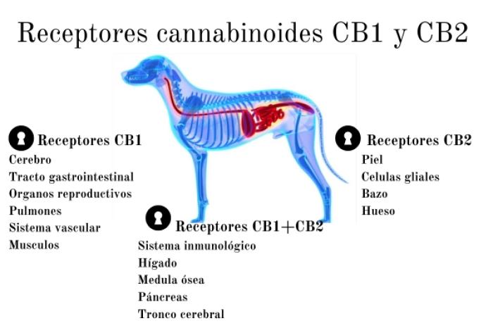 Figura 1. Distribución de los receptores cannabinoides CB1 y CB2.