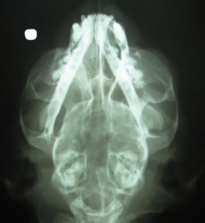 Figura 12. Radiografía DV de cabeza, en donde se observa radiopacidad en el seno nasal derecho, integridad del vómer e interferencia del hueso mandibular en la evaluación del seno nasal izquierdo.