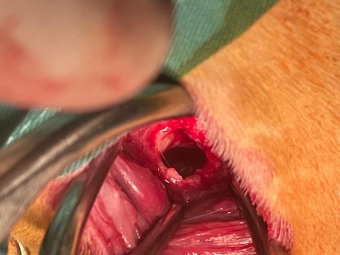 FIGURA 5. Imagen intraoperatoria de la trepanación ventral de la bulla timpánica derecha.