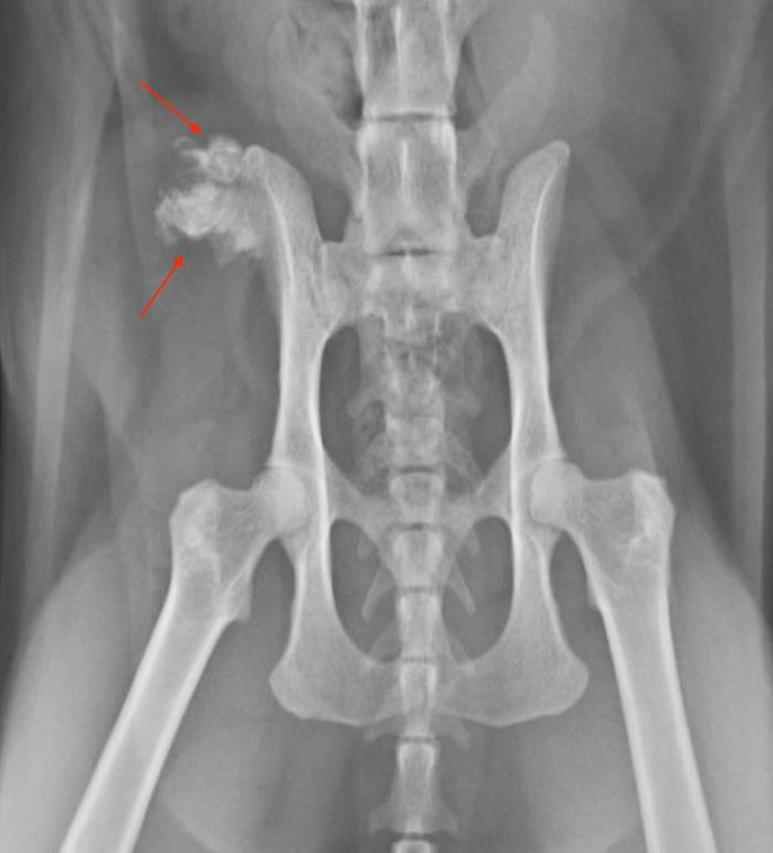 Figura 1. Radiografía ventrodorsal de pelvis. Se observa una lesión predominantemente osteoproliferativa localizada en el ala del ilion derecha [imagen cedida por el Servicio de Oncología del Hospital Veterinario IVC Evidensia Aúna Especialidades Veterinarias (Valencia)].