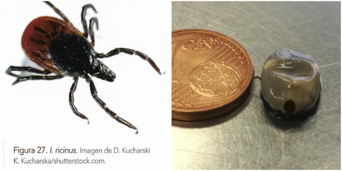 Figura 1. Ixodes ricinus. A la derecha, unos días después de llenarse de sangre en un perro (foto realizada en Clínica Veterinaria Viñas Viejas).