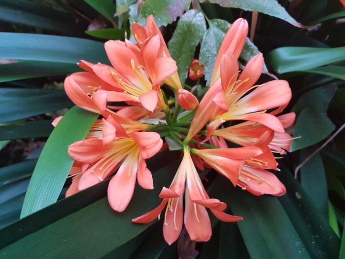 Figura 2. Clivia miniata, “clivia”, con flores más pequeñas y en mayor cantidad que “amarilis”.