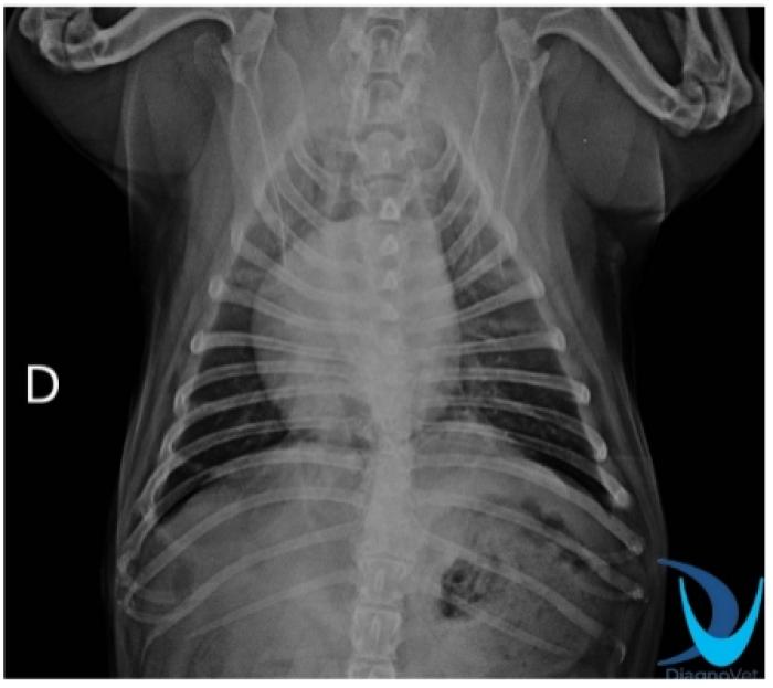 Figura 1. (A) Vista dorsoventral (DV), sin evidencia de lesiones metastásicas. (B) Vista laterolateral izquierda (LLI), sin evidencia de lesiones metastásicas. (C) Vista laterolateral derecha (LLI), sin evidencia de lesiones metastásicas.