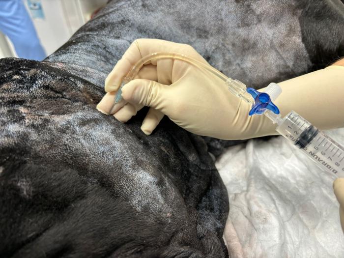 Figura 5. En ambas imágenes se muestra el posicionamiento de la aguja hipodérmica para la inyección de anestésico local durante el bloqueo del nervio auriculotemporal.