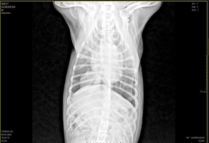 Figura 11.  (A) Radiografía digital en toma ventrodorsal sonde se evidencia una masa en el lóbulo caudal derecho y (B) masa pulmonar vista con ecografía antes de entrar a quirófano a nivel de T7.