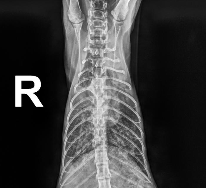 Figura 1. (A) Radiografía torácica en proyección dorsoventral de la paciente felina. Se observa un patrón broncointersticial difuso que afecta de manera generalizada a todos los lóbulos pulmonares con dilatación de las arterias pulmonares. (B) Radiografía torácica en proyección laterolateral derecha de la misma gata. Se observa un patrón broncointersticial multifocal generalizado y presencia de infiltrados a nivel peribronquial.