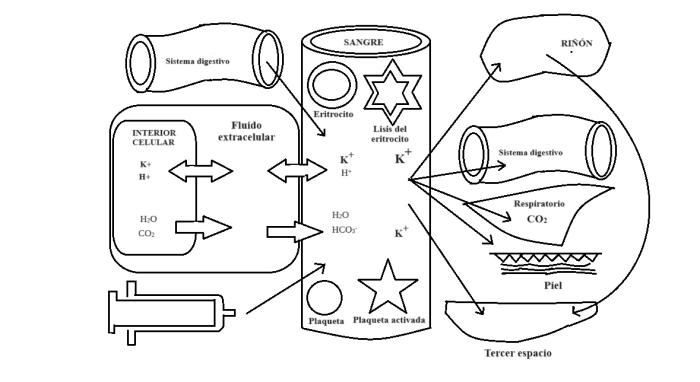 Figura 1. Conceptos básicos de los movimientos de entrada y salida de electrolitos y H2O del plasma. Modificado de Stockham.