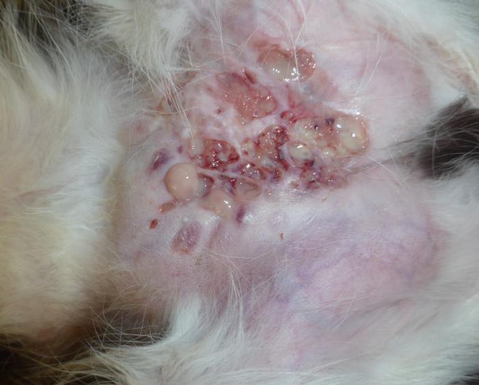 Figura 8. Nódulos y tractos fistulosos en zona abdominal de un gato. Paniculitis por micobacterias atípicas.