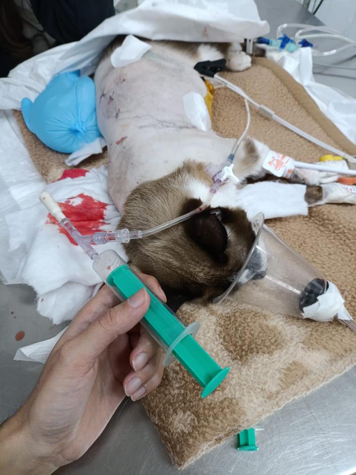 Figura 3. Recuperación anestésica de gato tras toracoscopia. Extracción de aire del tórax a través de tubo de toracostomía.