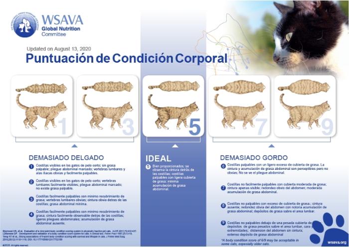 Figura 2. Escala de puntuación corporal de 9 puntos felina (herramienta del Global Nutrition Committee Toolkit aportada por cortesía de la World Small Animal Veterinary Association).