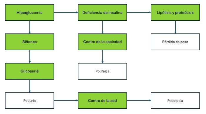 Figura 1. Esquema de la fisiopatogenia de la DM en gatos.