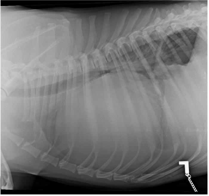 Figura 1. Radiografías de tórax del paciente en su proyección (A) laterolateral izquierda y (B) derecha, en las que se aprecia evidencia cardiomegalia.